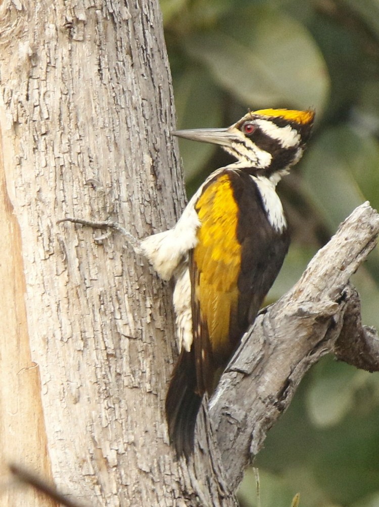 White-naped Woodpecker - ML139715361