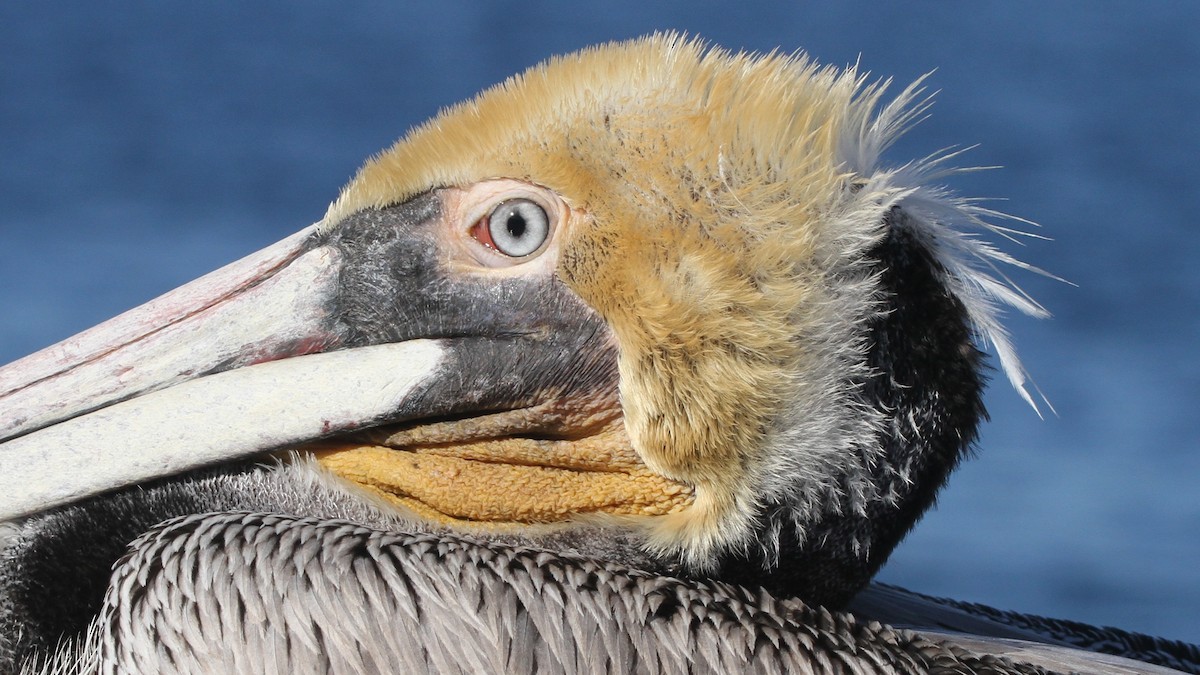 pelikán hnědý - ML139715381