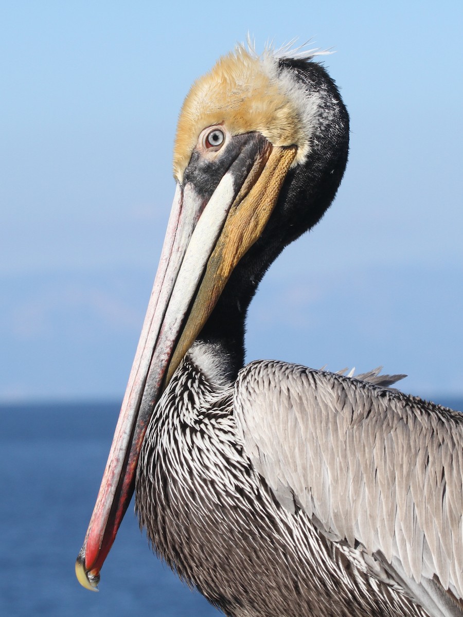 pelikán hnědý - ML139715451