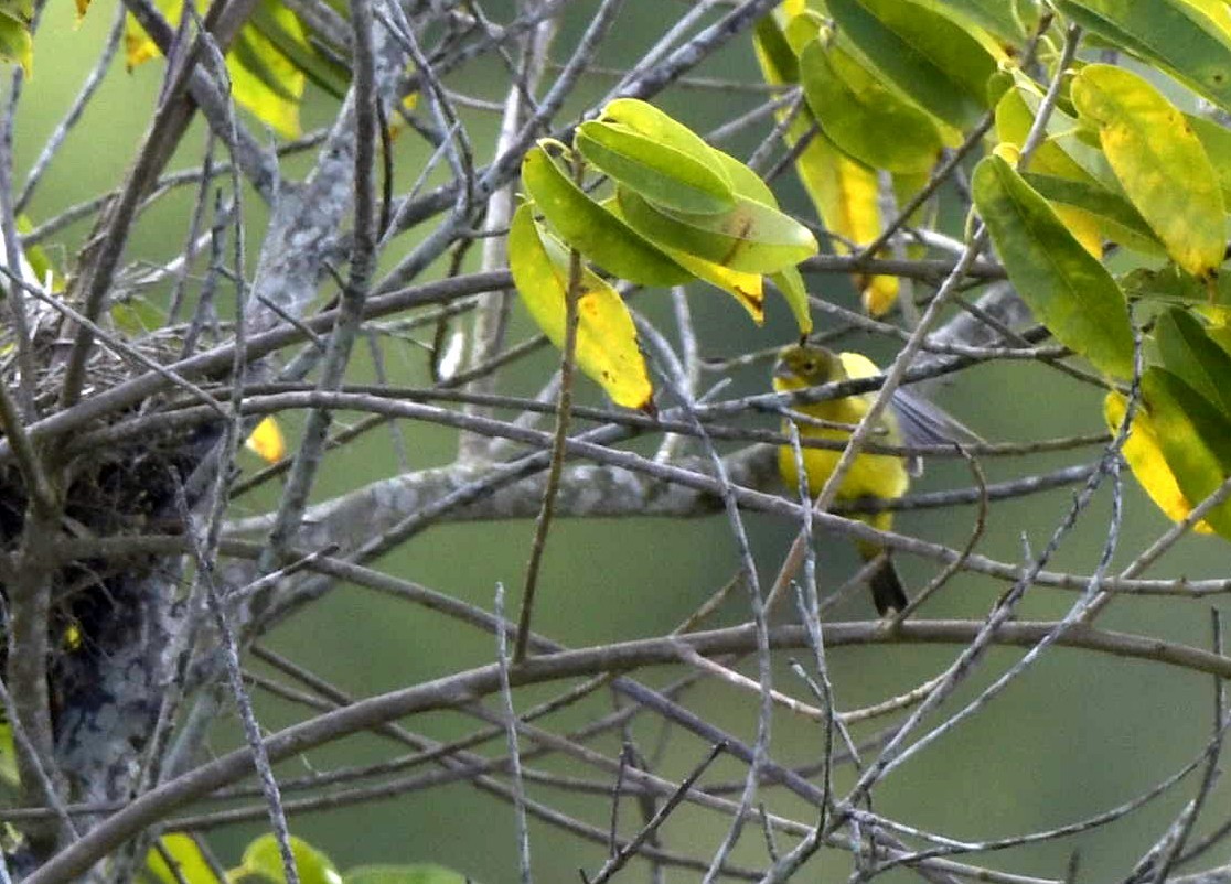 Yellow Warbler - Paul Arneson