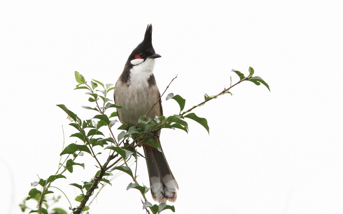 Red-whiskered Bulbul - Sean Fitzgerald