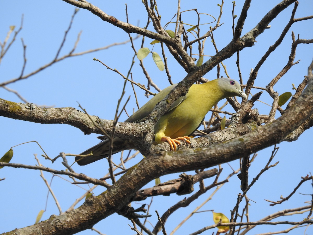 Yellow-footed Green-Pigeon - ML139719071