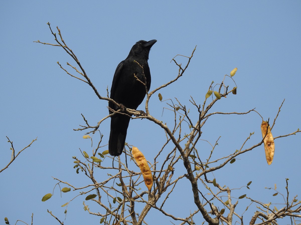 Large-billed Crow - ML139719151
