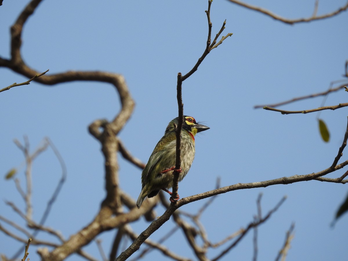 Coppersmith Barbet - B.R. Ansil