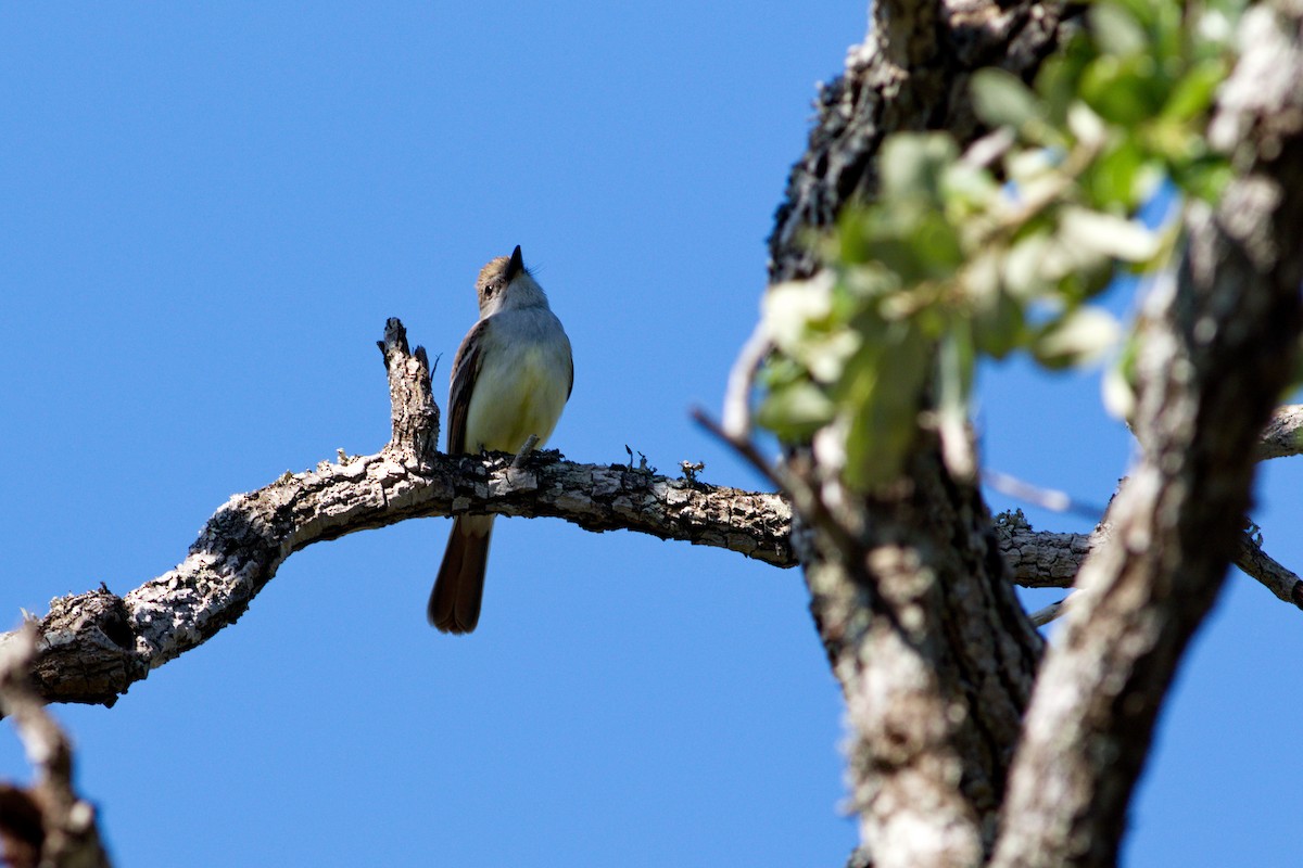 Great Crested Flycatcher - ML139720621
