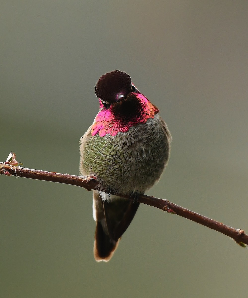 Anna's Hummingbird - ML139721121