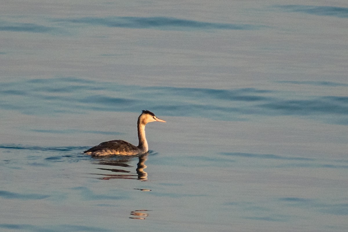 Great Crested Grebe - ML139721871