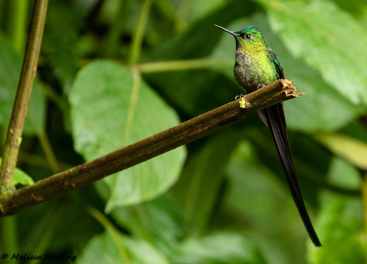 Long-tailed Sylph - ML139722291