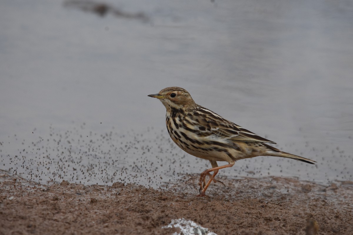 Red-throated Pipit - ML139726261