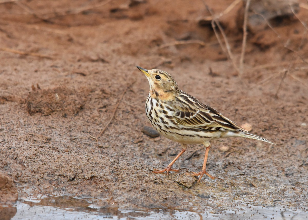Red-throated Pipit - ML139726271