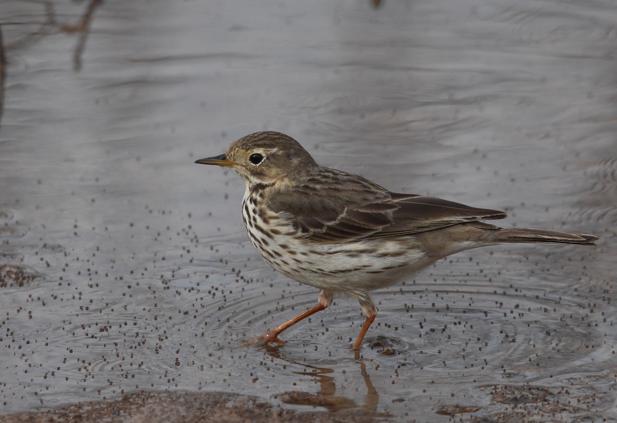 American Pipit (japonicus) - Giora Leitner