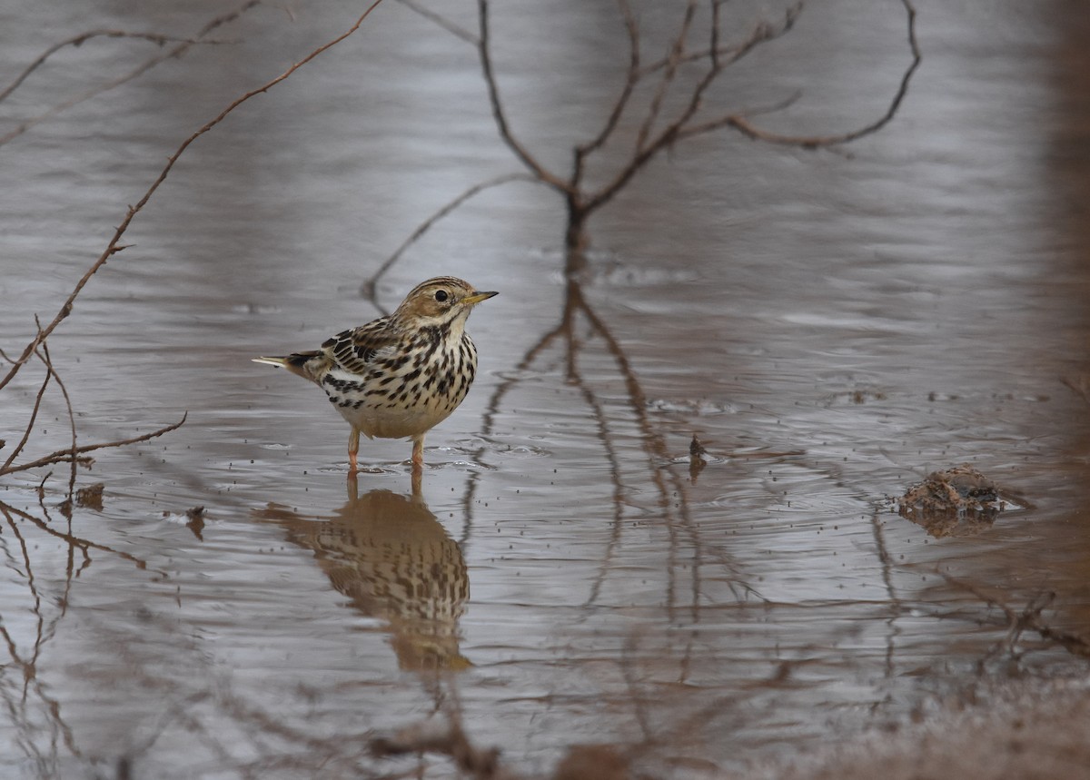Red-throated Pipit - ML139726291