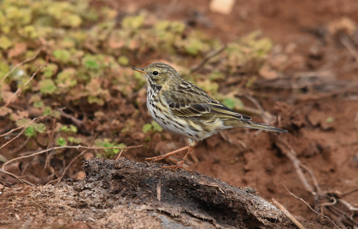 Meadow Pipit - ML139726311
