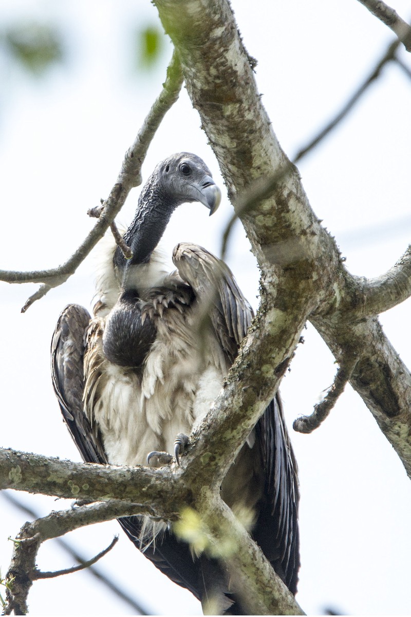 Slender-billed Vulture - VINIT RAU