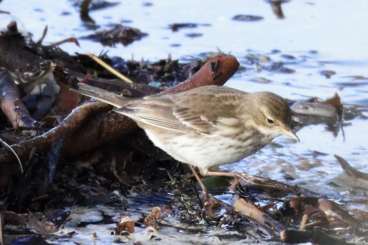 Water Pipit - ML139727611