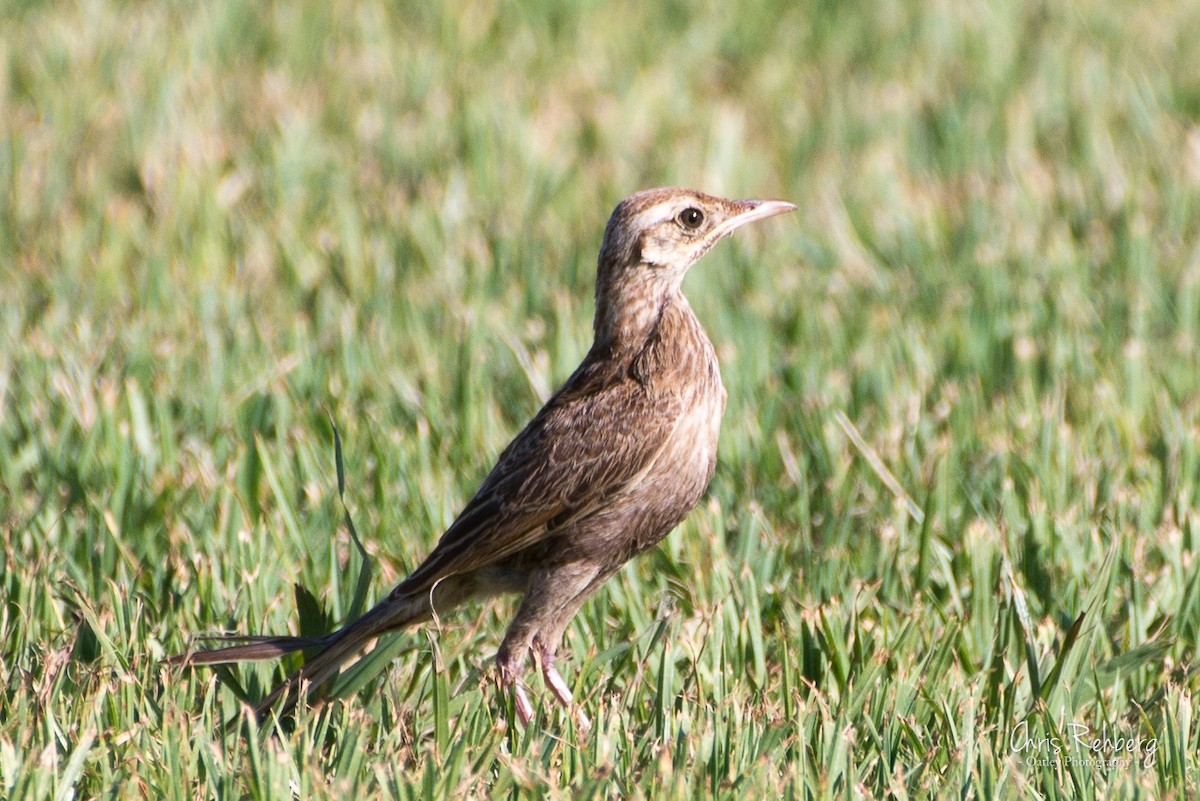 Brown Songlark - Chris Rehberg  | Sydney Birding