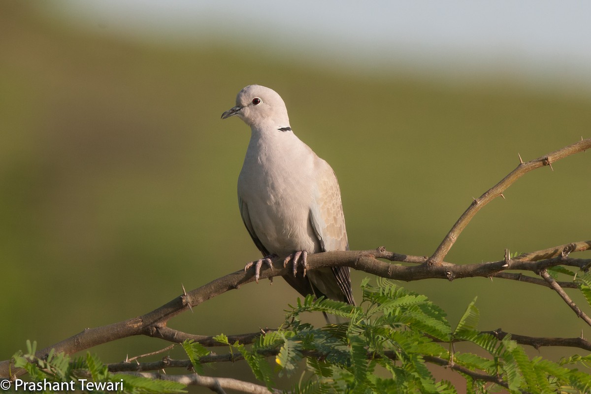 Eurasian Collared-Dove - Prashant Tewari
