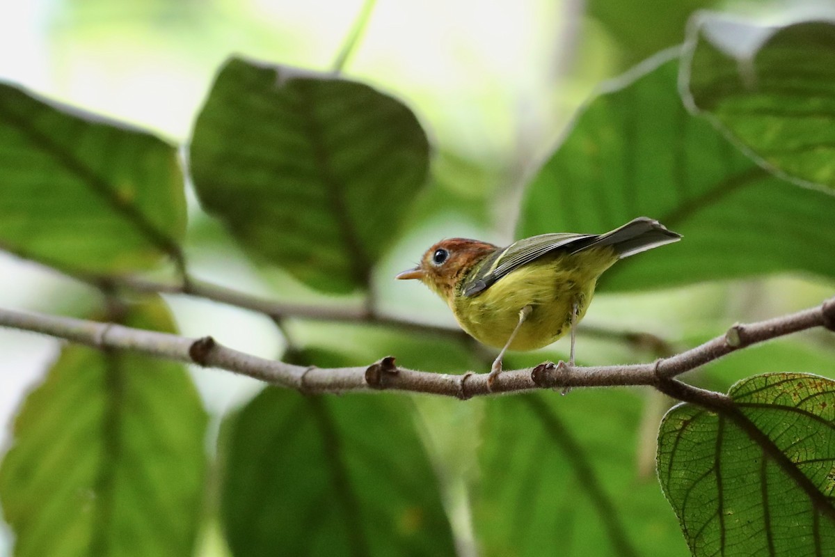 Yellow-breasted Warbler - ML139730681