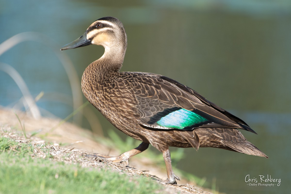Pacific Black Duck - Chris Rehberg  | Sydney Birding