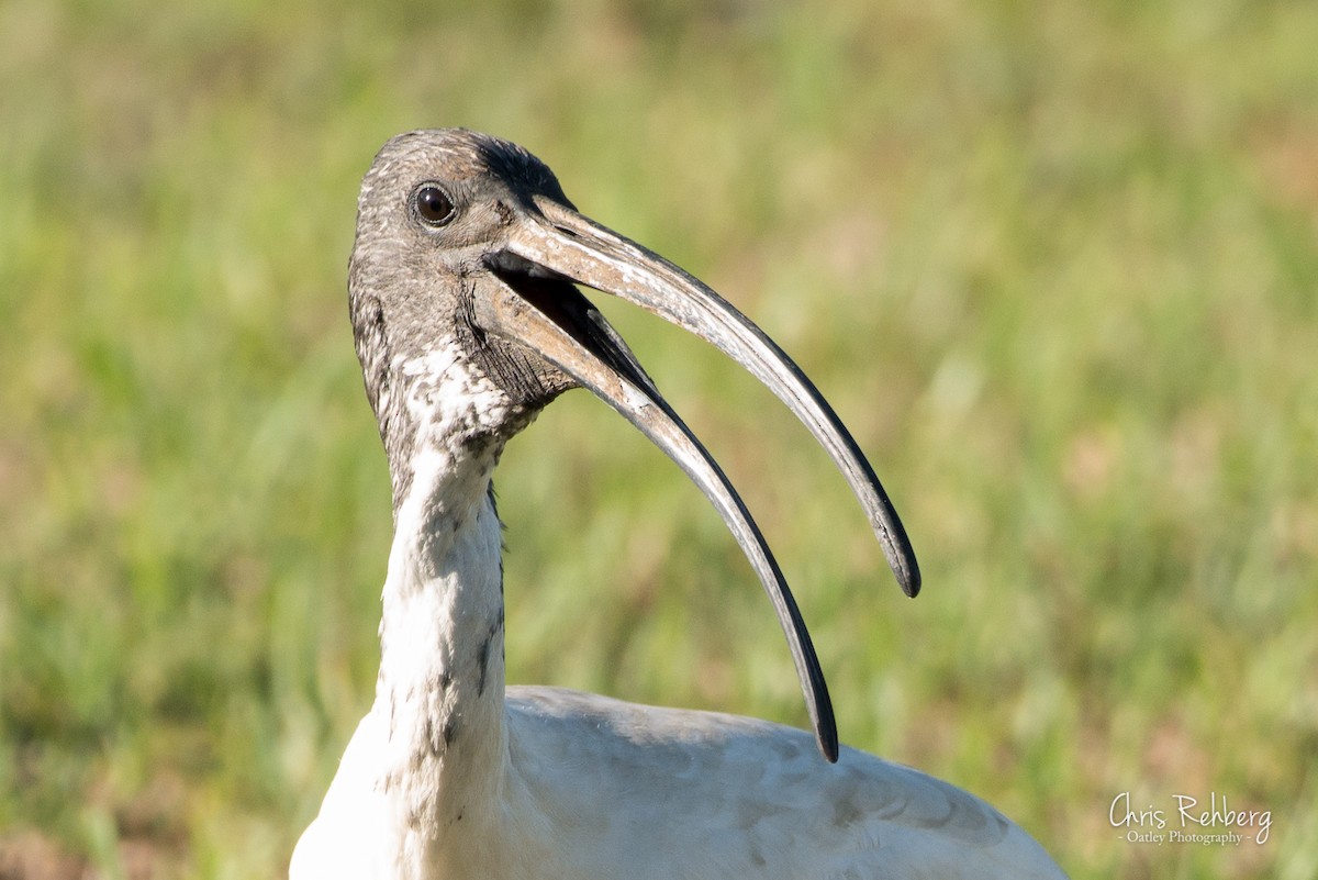 ibis australský - ML139730961