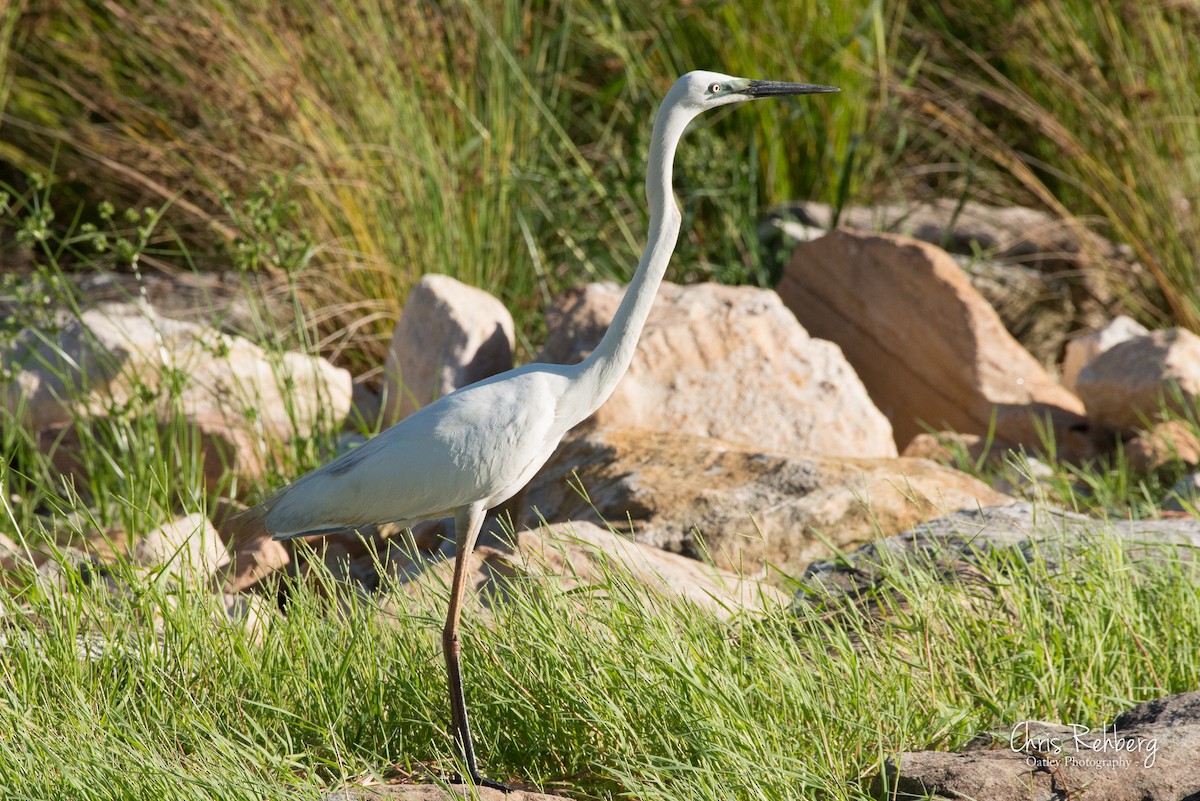 Great Egret - Chris Rehberg  | Sydney Birding