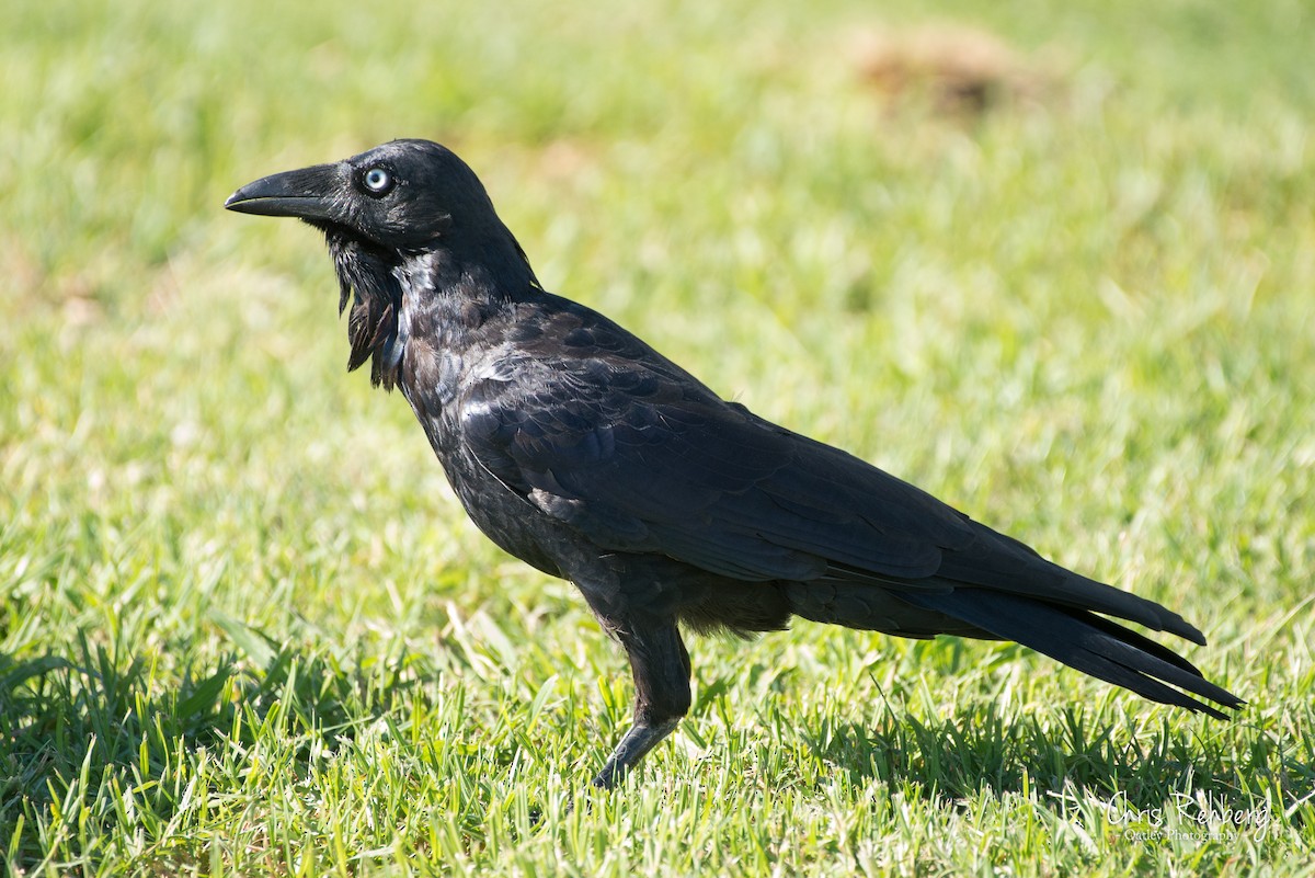 Australian Raven - ML139731011