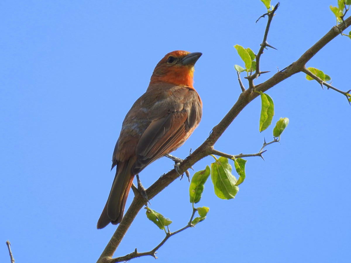 Hepatic Tanager - ML139731691