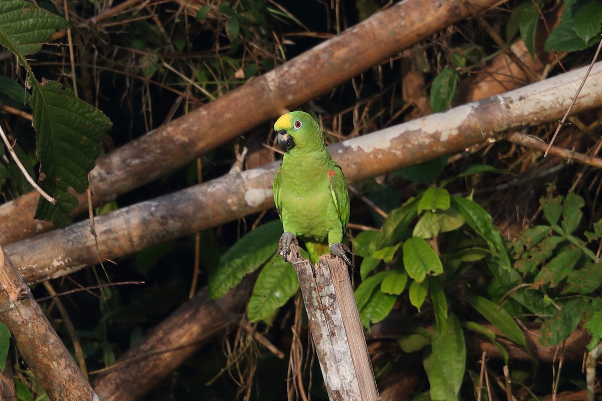 Yellow-crowned Parrot - ML139732661