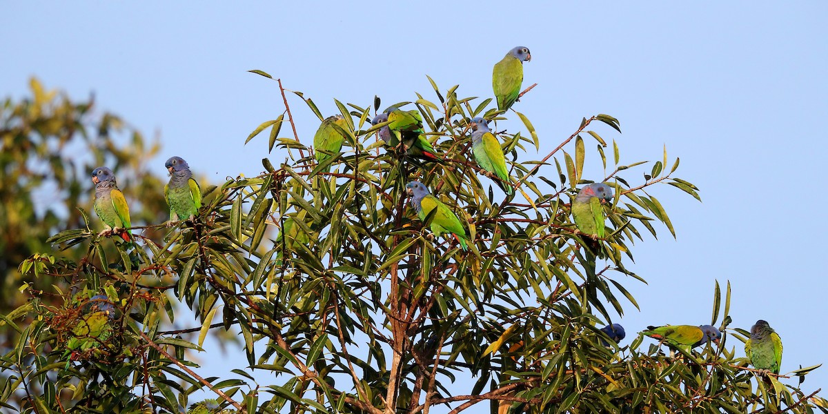 Blue-headed Parrot - Jon Irvine