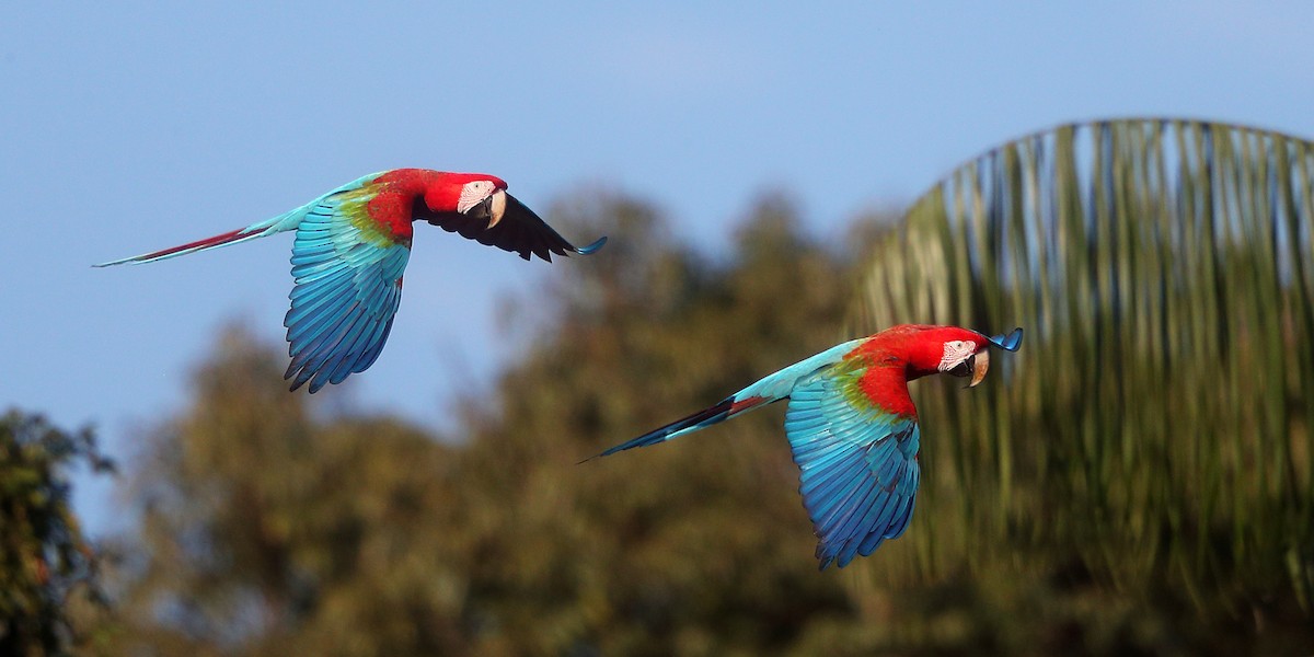 Red-and-green Macaw - ML139732781