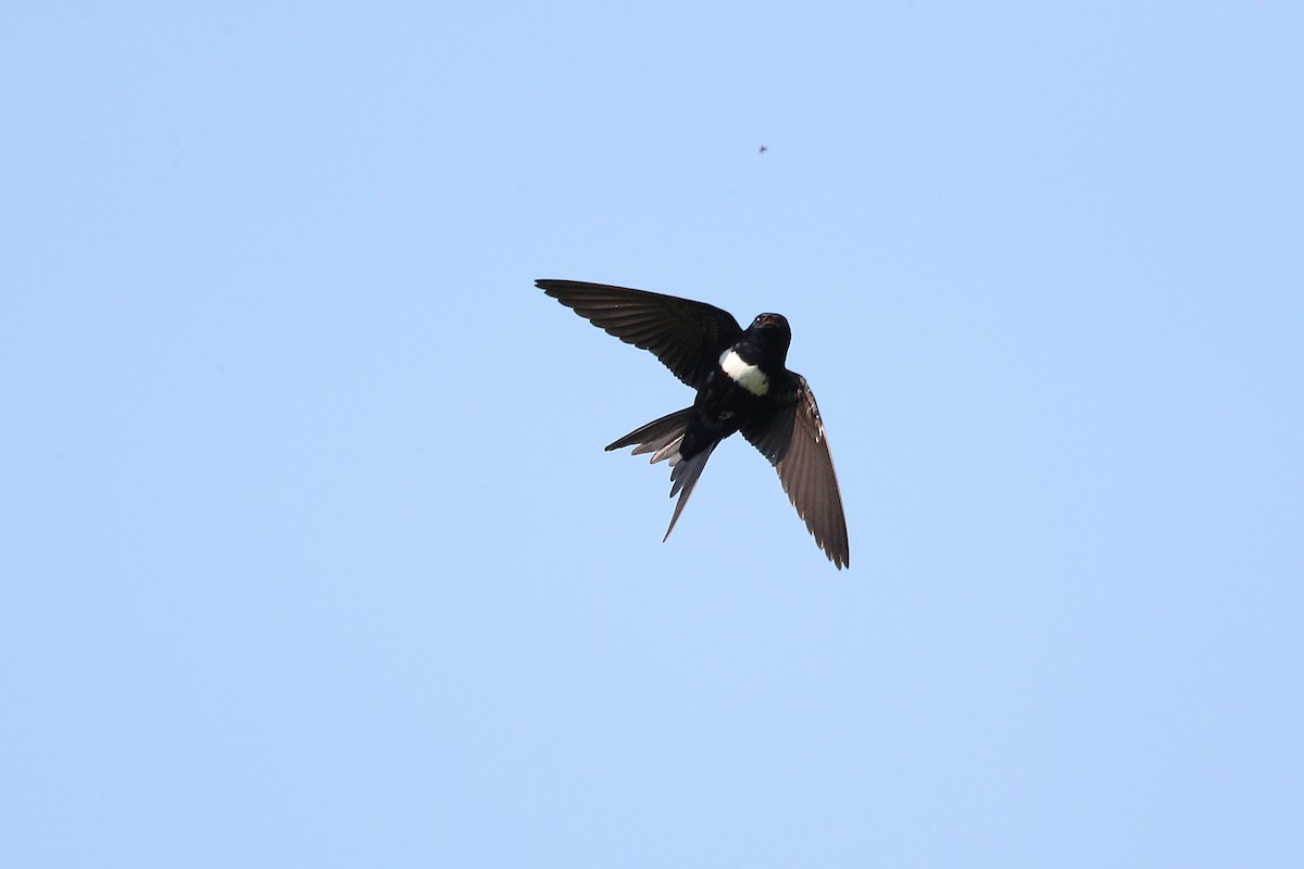White-banded Swallow - Jon Irvine