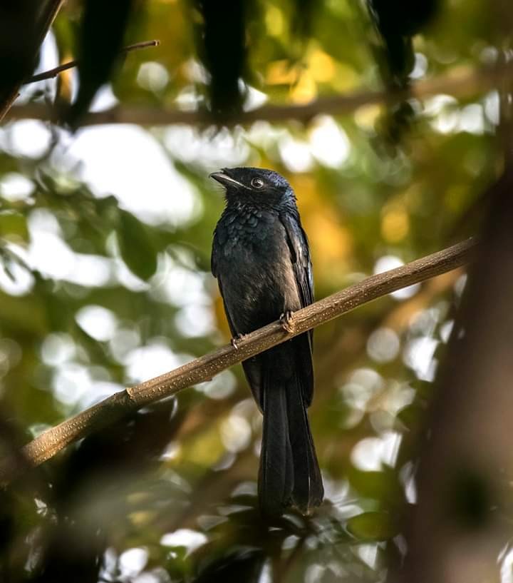 Lesser Racket-tailed Drongo - Avijit Ghorai