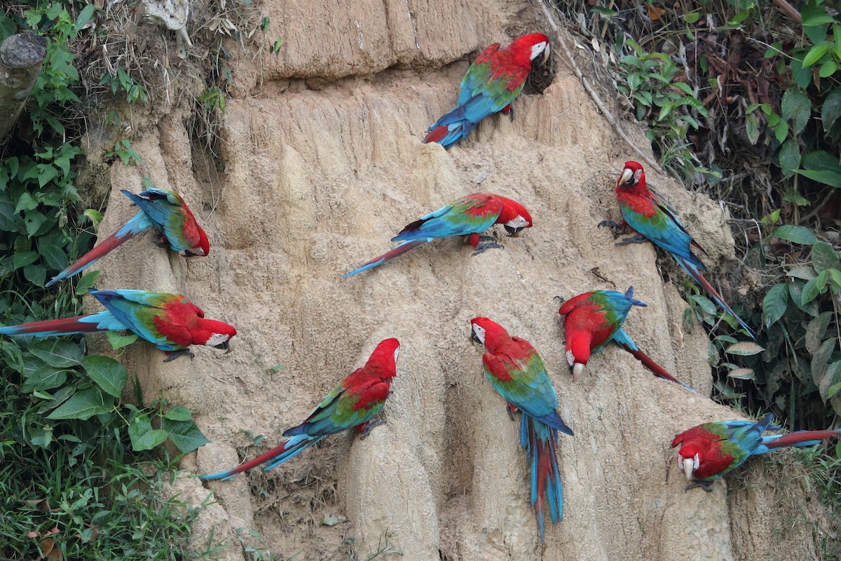 Red-and-green Macaw - ML139733411