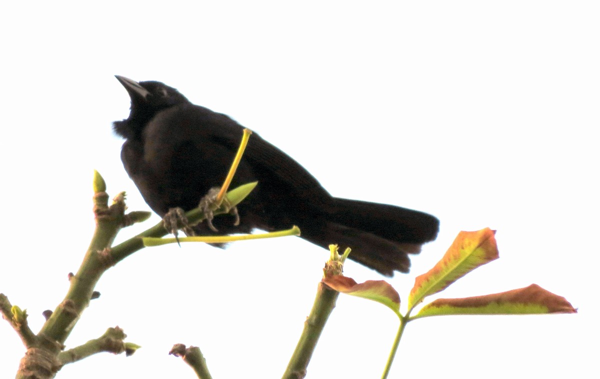 Melodious Blackbird - ML139734321