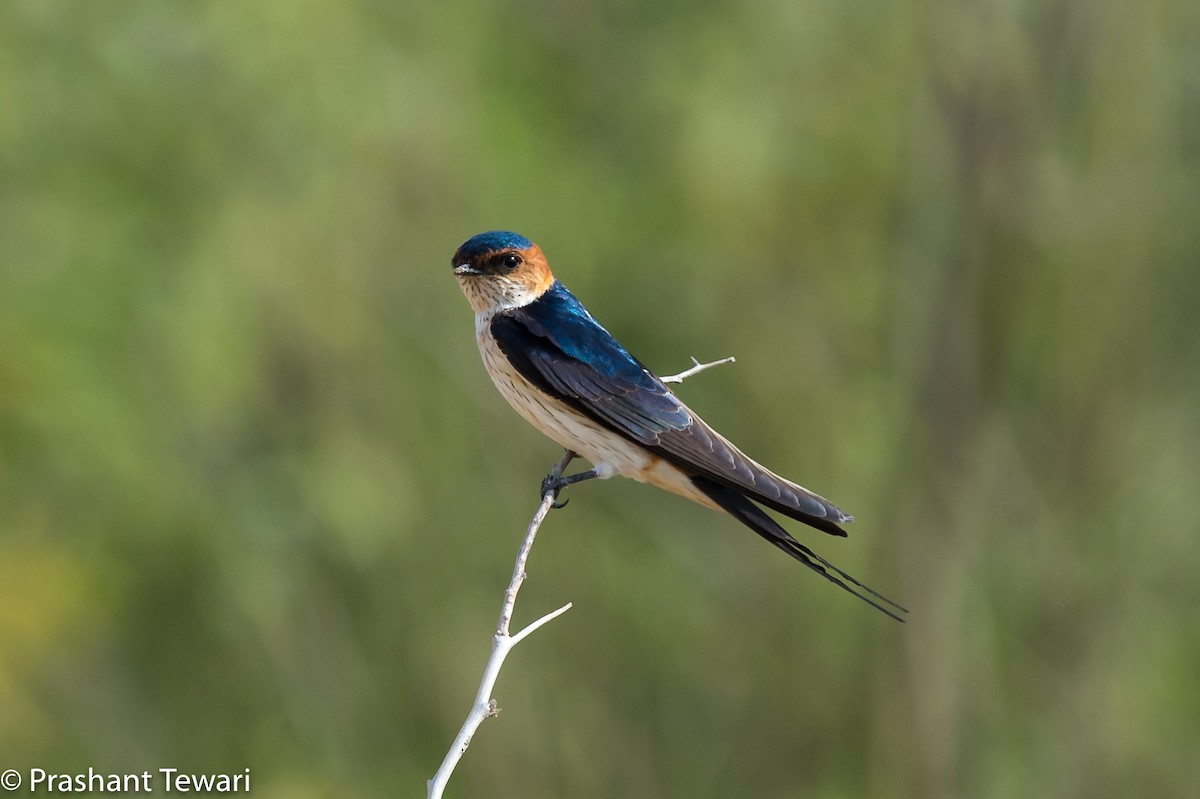 Red-rumped Swallow - Prashant Tewari