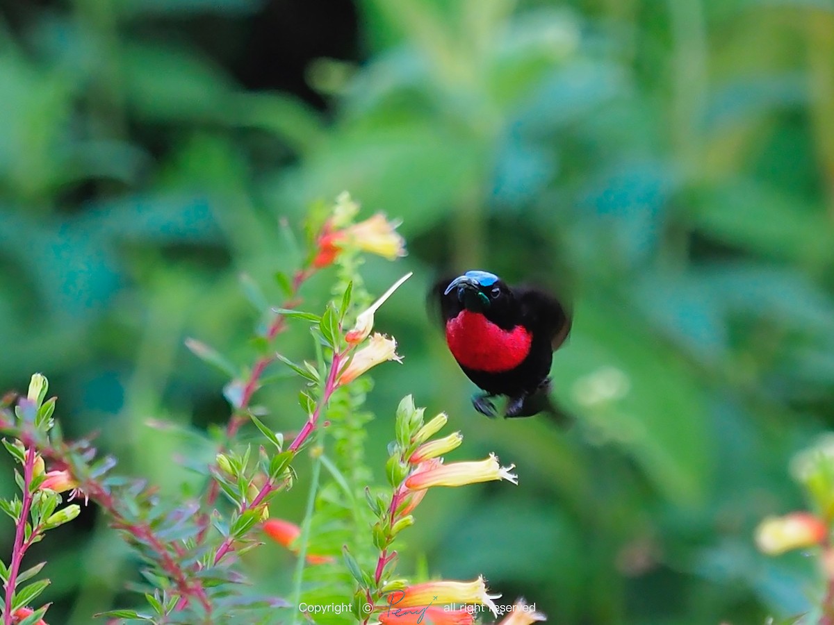 Scarlet-chested Sunbird - ML139734951