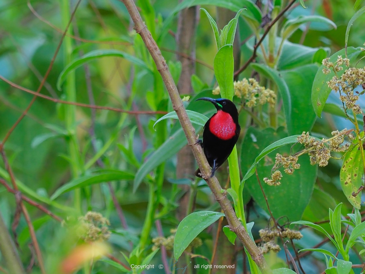 Scarlet-chested Sunbird - 宇杰 彭