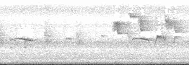 Медовичка фіджійська - ML139735