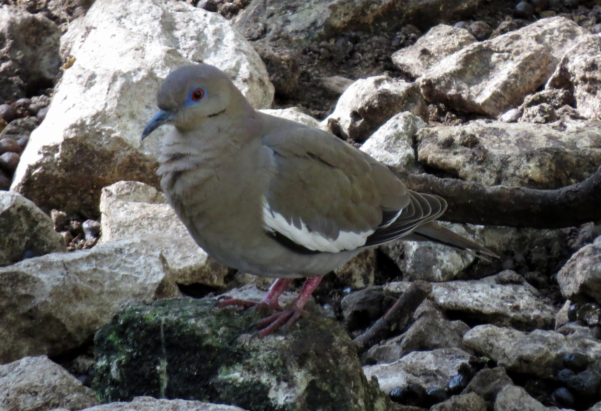White-winged Dove - ML139735461