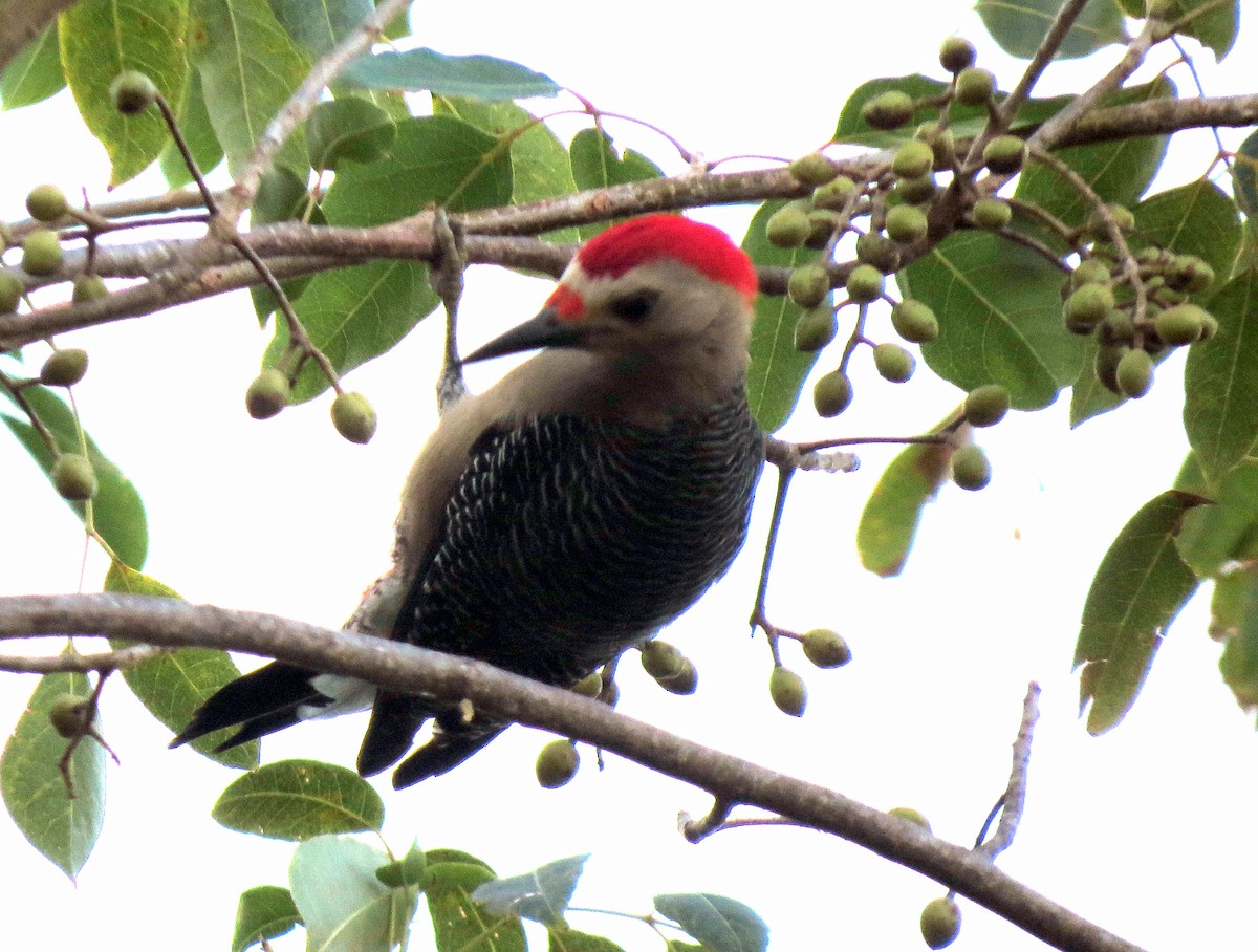 Golden-fronted Woodpecker - ML139736801