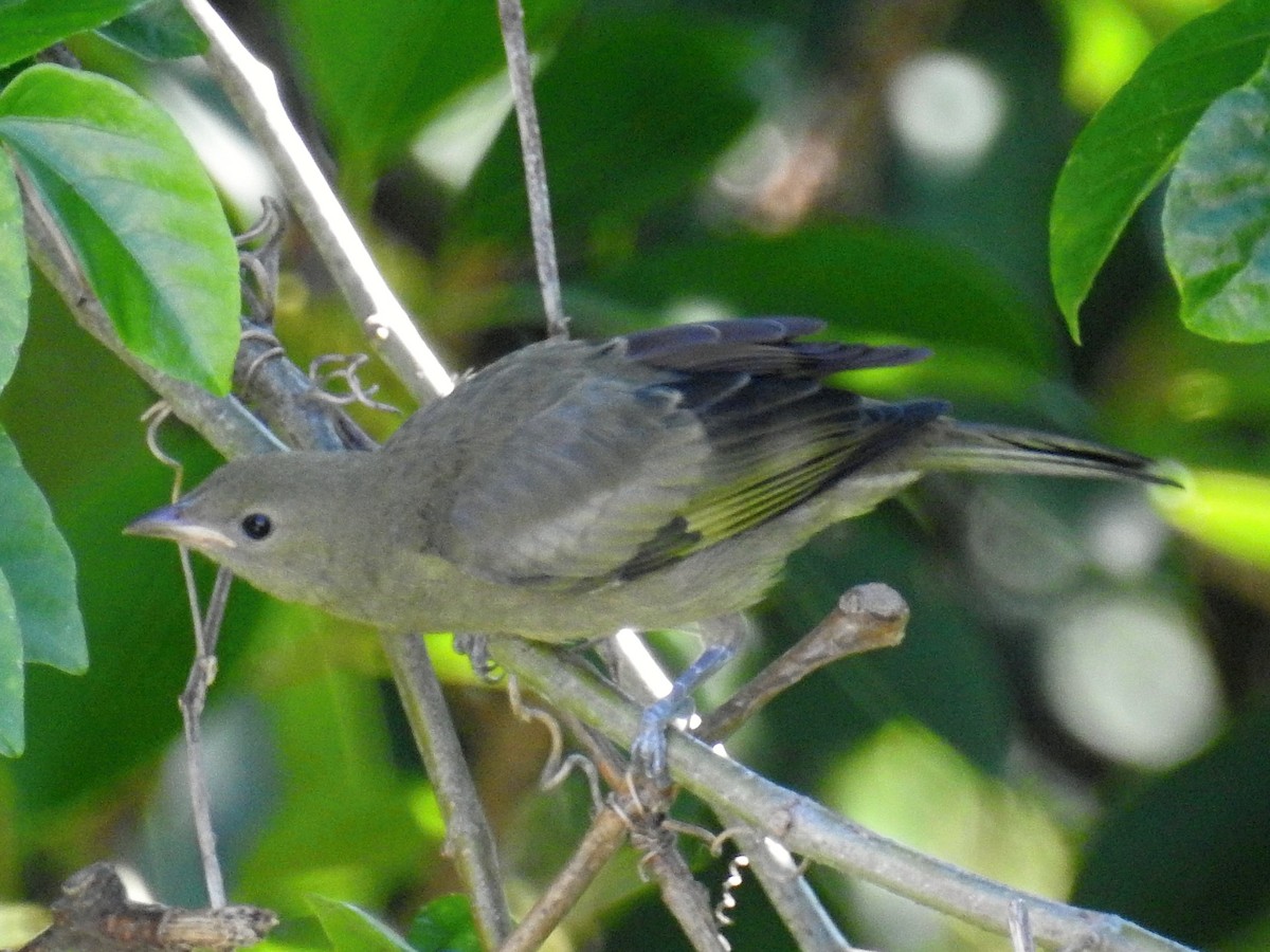 Palm Tanager - Thays Hungria