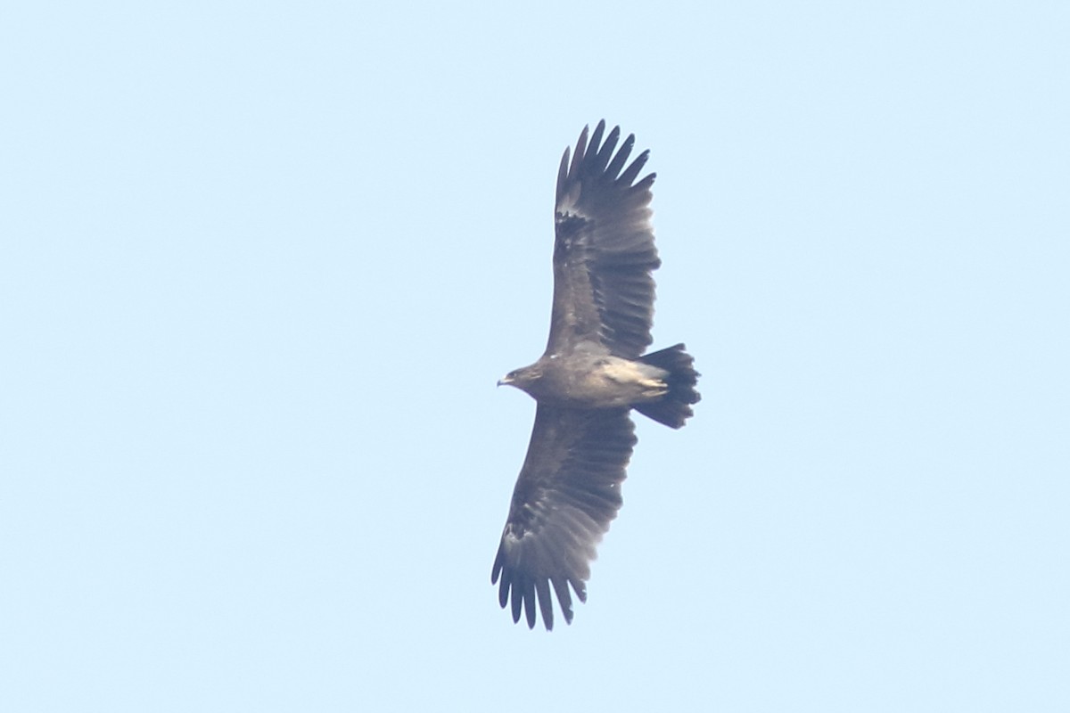 Greater Spotted Eagle - ML139739111