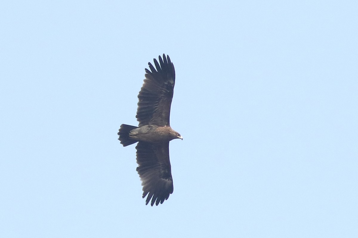 Greater Spotted Eagle - ML139739121