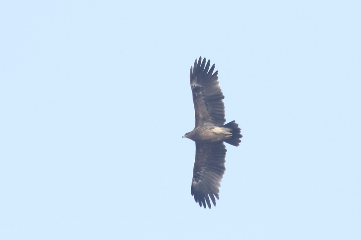 Greater Spotted Eagle - ML139739131