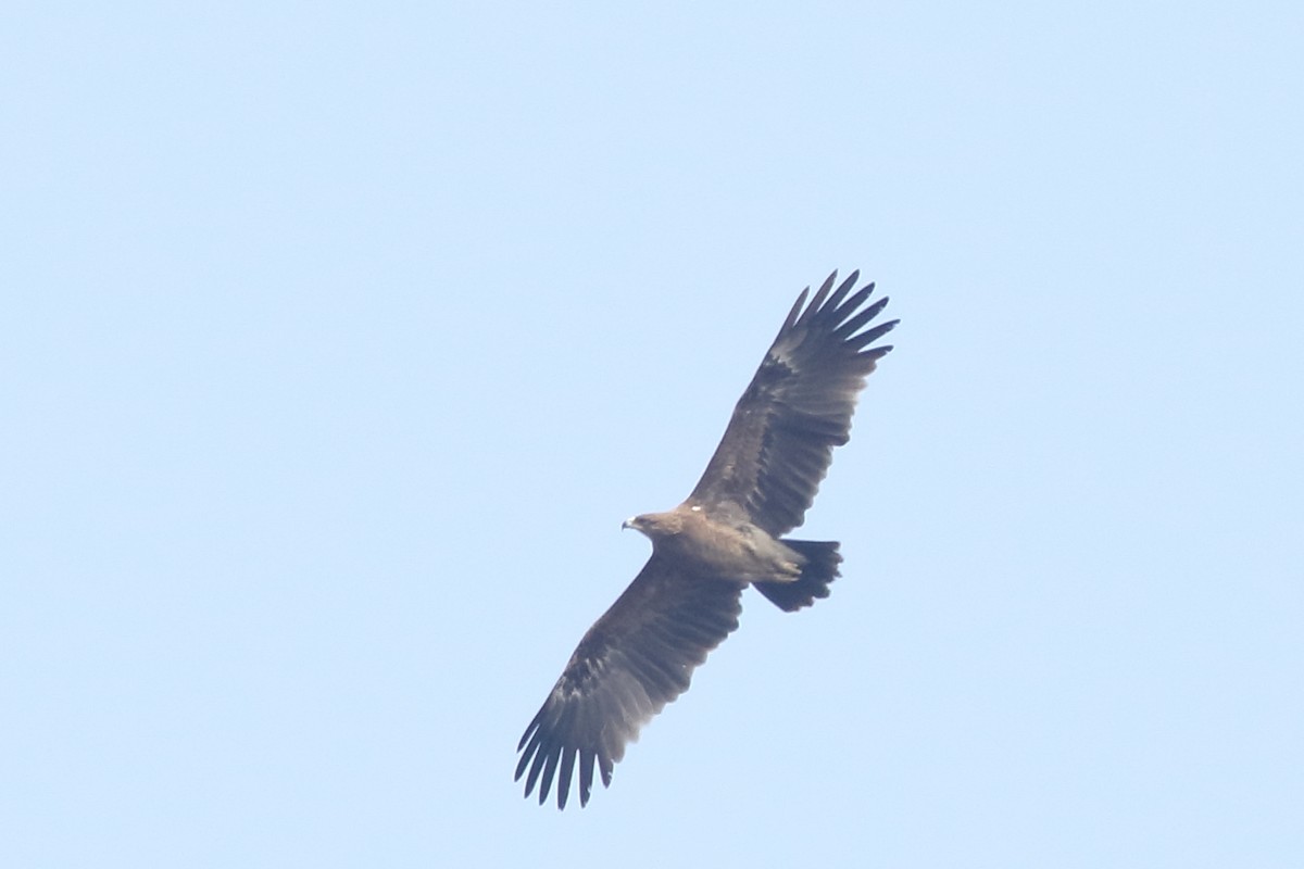 Greater Spotted Eagle - ML139739141