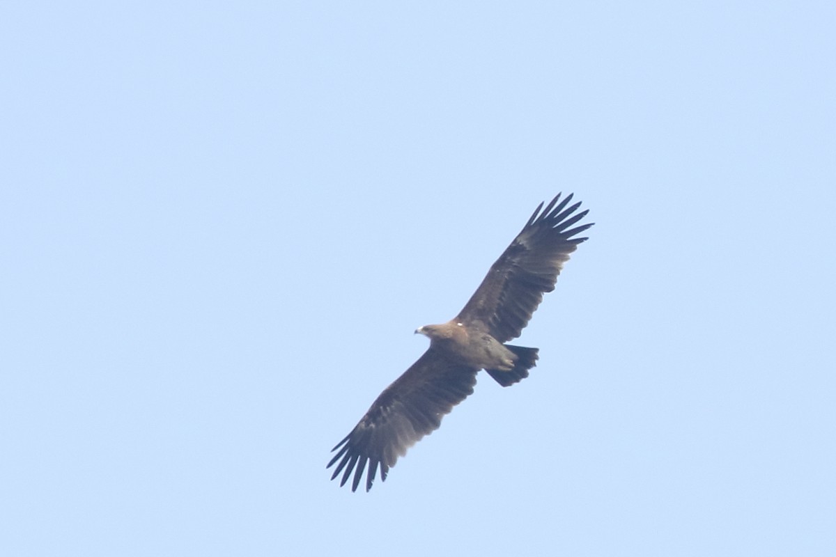 Greater Spotted Eagle - ML139739151