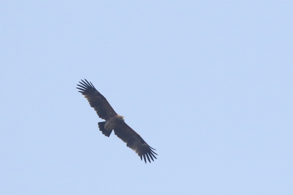 Greater Spotted Eagle - ML139739161