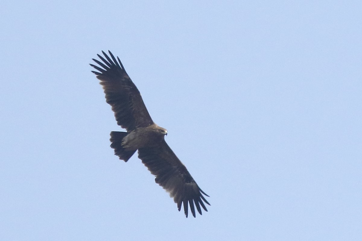 Greater Spotted Eagle - ML139739191