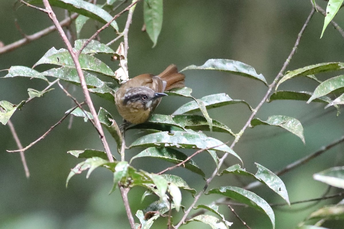 Gray-throated Babbler - Ting-Wei (廷維) HUNG (洪)