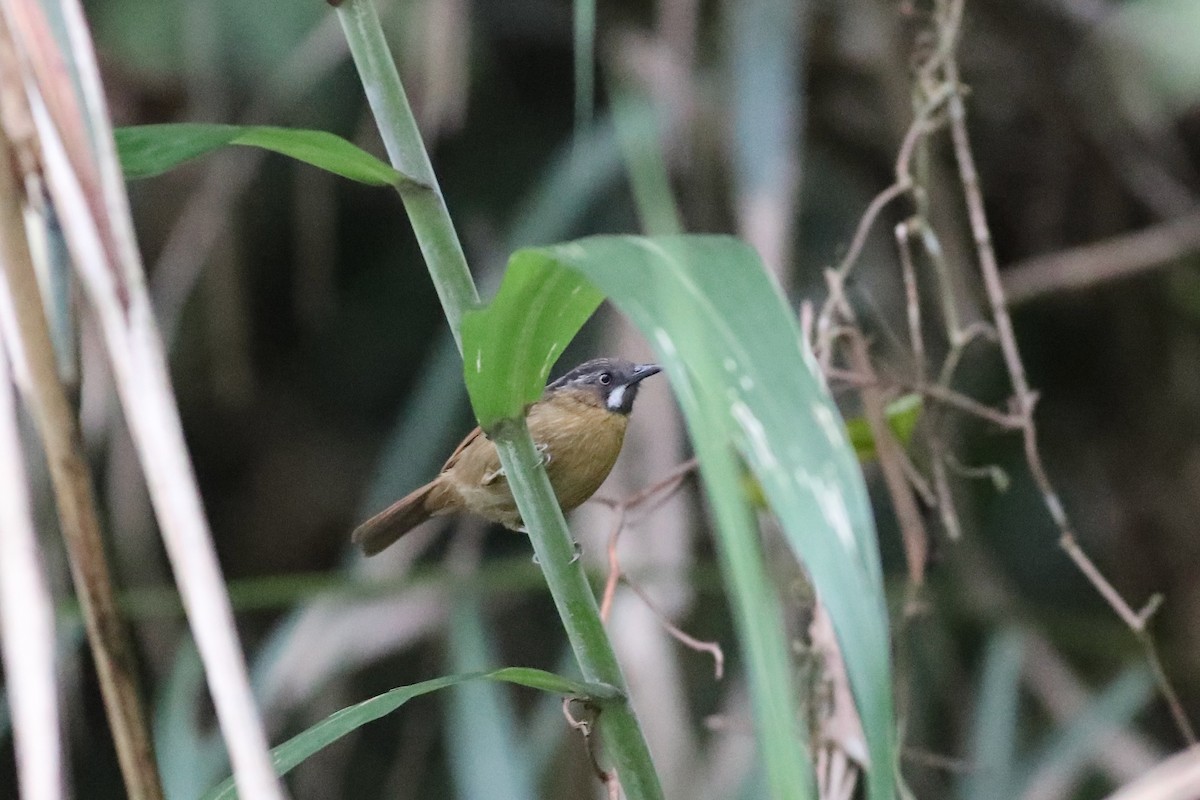 Gray-throated Babbler - Ting-Wei (廷維) HUNG (洪)